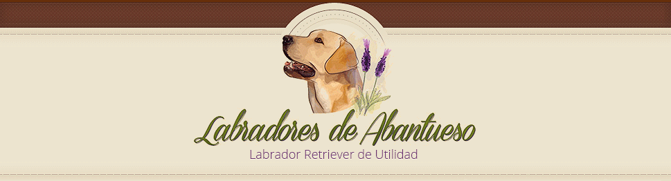 LABRADOR