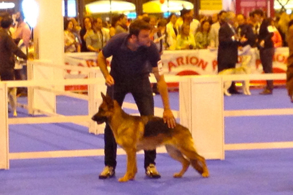 Perro adiestrado en Roncescan 28