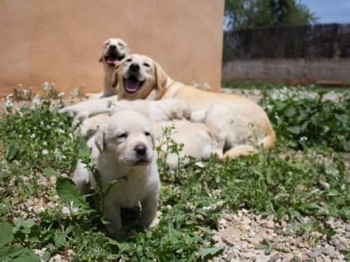 Perro adiestrado en Roncescan 34