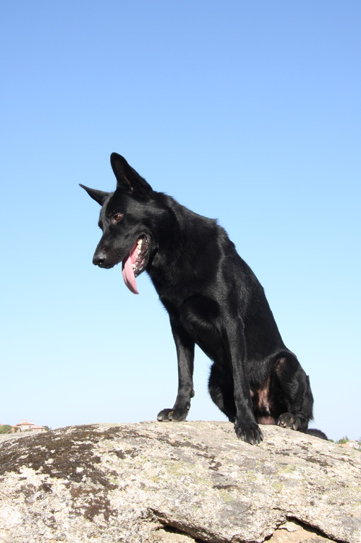 Perro adiestrado en Roncescan 31