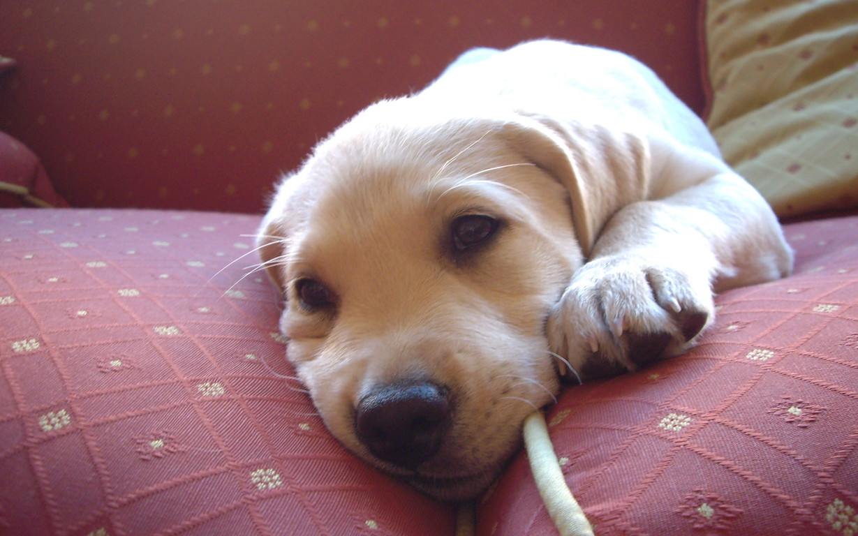 Perro adiestrado en Roncescan 27