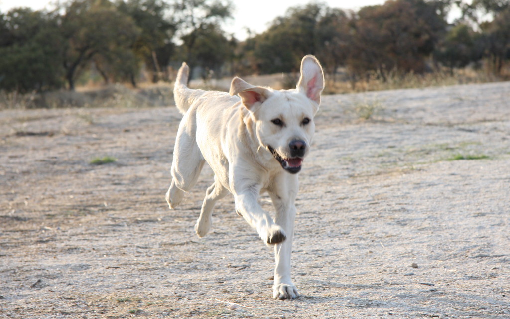 Perro adiestrado en Roncescan 17