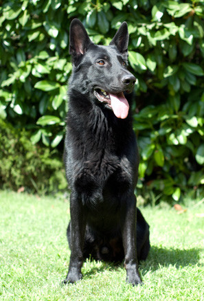 Perro adiestrado en Roncescan 29