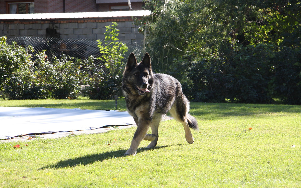 Perro adiestrado en Roncescan 25
