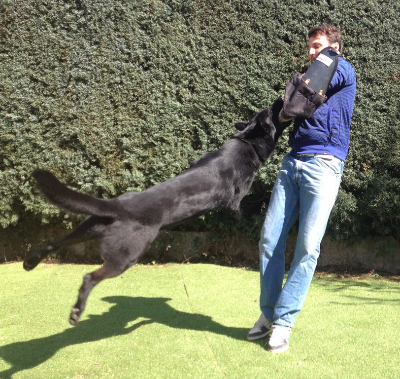 Perro adiestrado en Roncescan 26