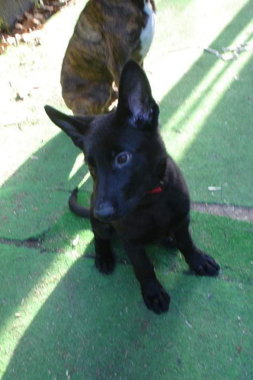 Perro adiestrado en Roncescan 21
