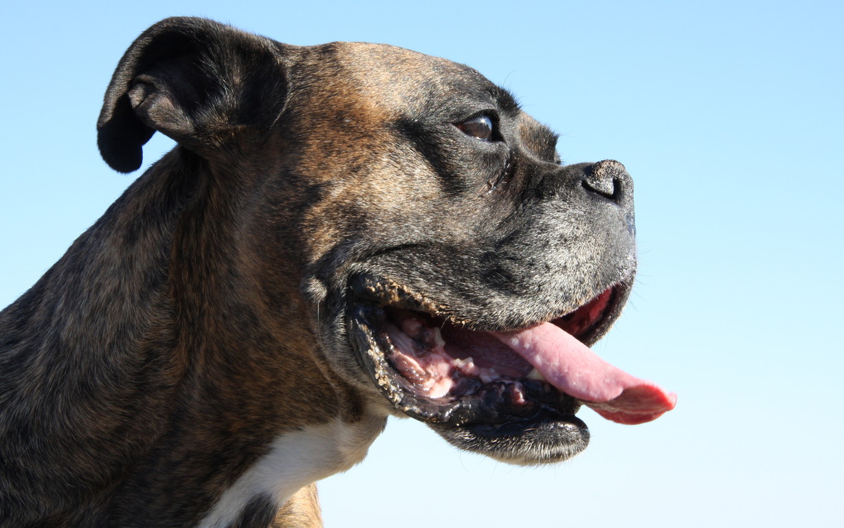 Perro adiestrado en Roncescan 19