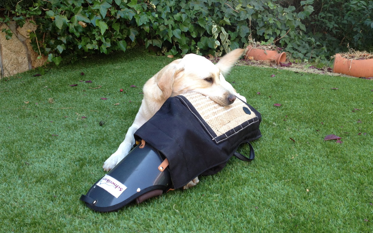 Perro adiestrado en Roncescan 8