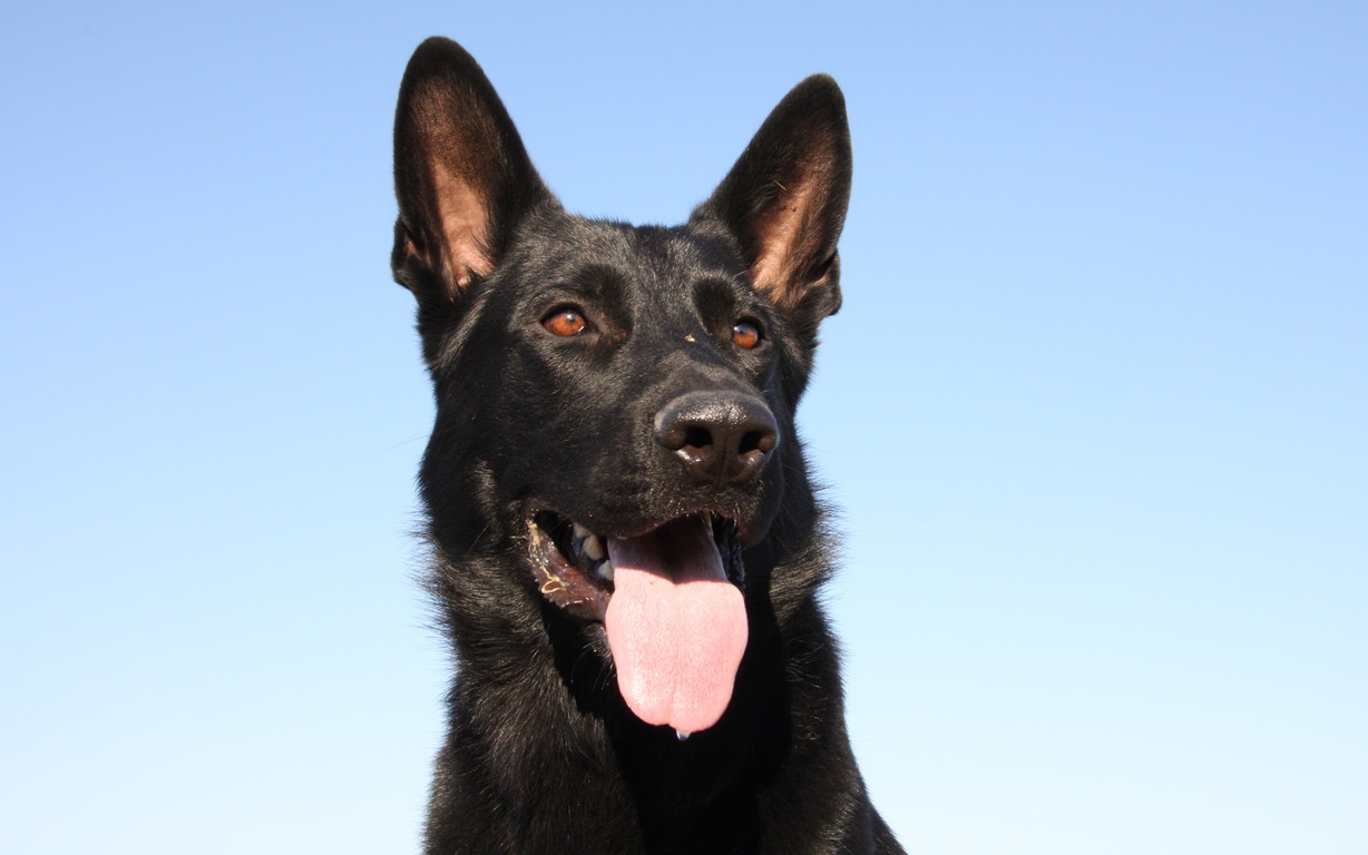 Perro adiestrado en Roncescan 14