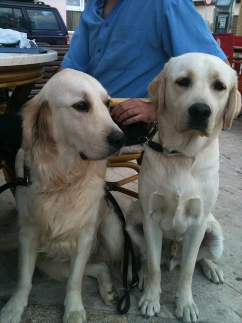 Perro adiestrado en Roncescan 16