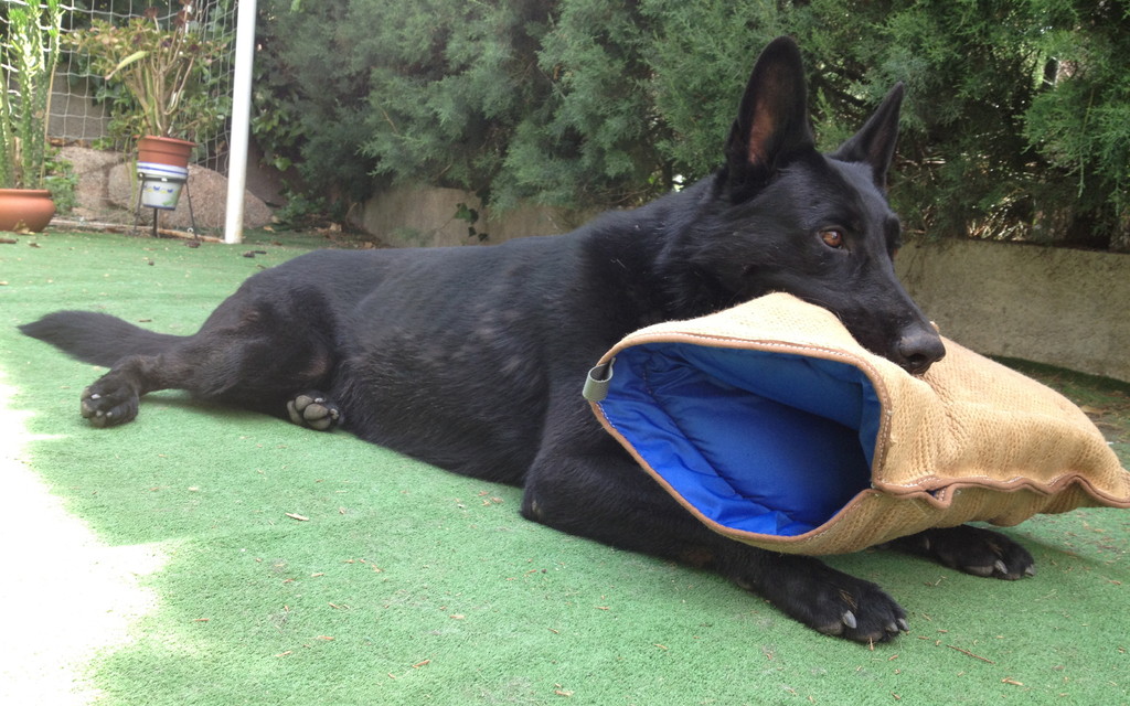 Perro adiestrado en Roncescan 12