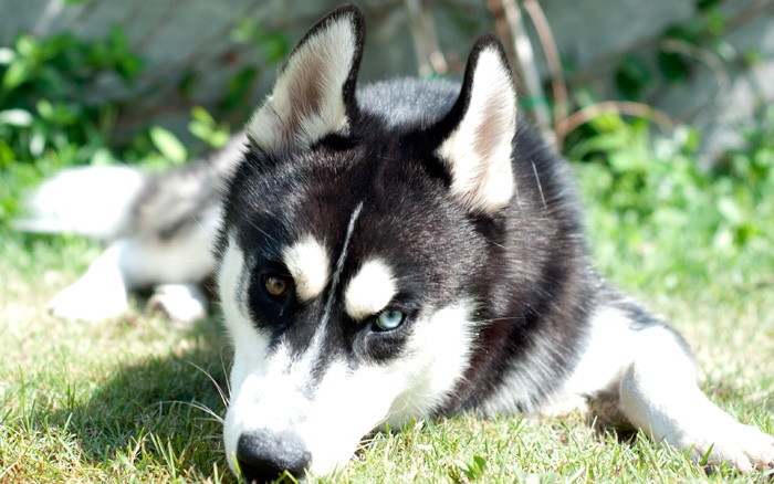 Perro adiestrado en Roncescan 9