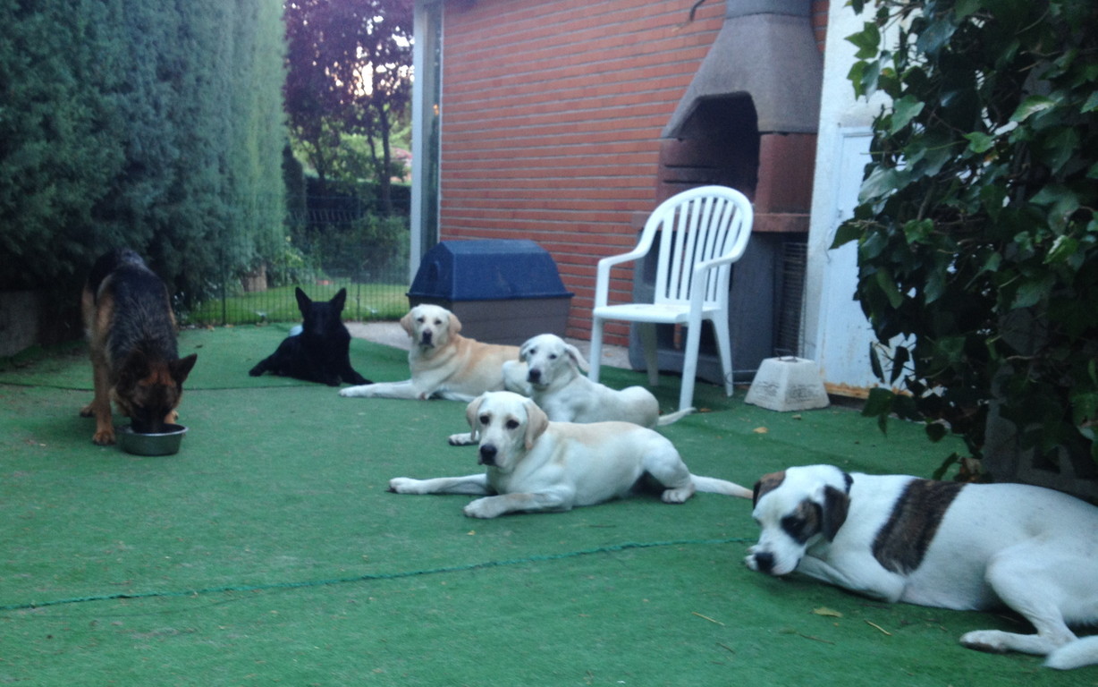 Perro adiestrado en Roncescan 7